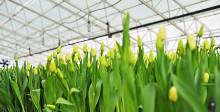 lot of yellow delicate beautiful unopened tulips in a greenhouse against the background of greenhouse equipmentの写真素材