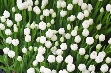 lot white tulips at the tulip festival or in the greenhouseの写真素材