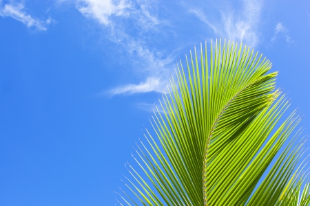 palm frond against blue skyの写真素材