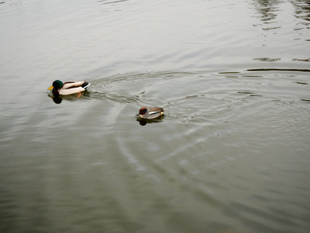 Duck swimming on the lake in the park. Shallow depth of fieldの写真素材