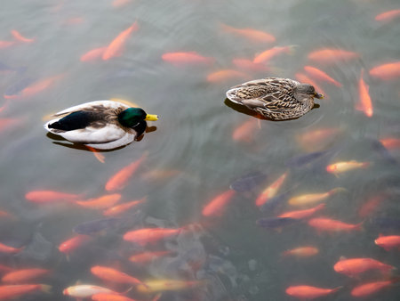 A pair of mallard ducks swimming in a pond surrounded by goldfishの写真素材