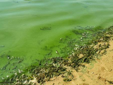 Green algae on the surface of the water. Green algae in the water.の写真素材