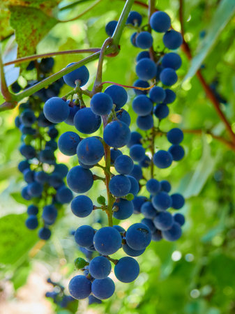 Ripe blue grapes in the vineyard on a sunny day.の写真素材