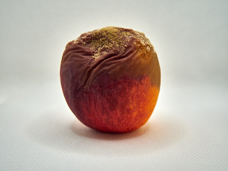 Rotten apple on a white background.の写真素材