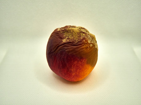 Old rotten peach on a white background. Copy space. Toned.の写真素材