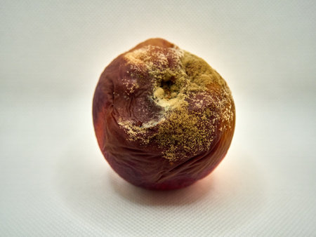 Moldy rotten apple on a white background, close-upの写真素材