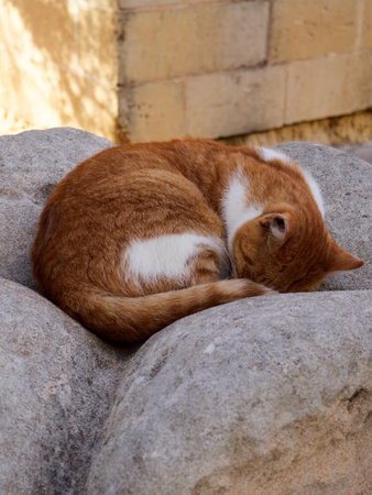 Ginger cat sleeping on a stone. Selective focus on the cat.の写真素材
