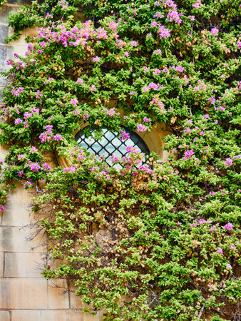 Window with flowers on the wall of the house in Mdina, Malta