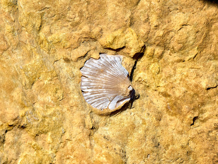 seashell on a rock in the wild, closeup of photo