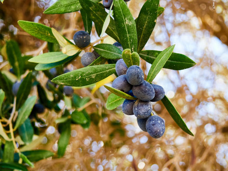 Olive branch with ripe black olives. Mediterranean olives.の写真素材
