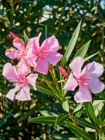 Pink oleander flowers blooming in the garden, stock photo