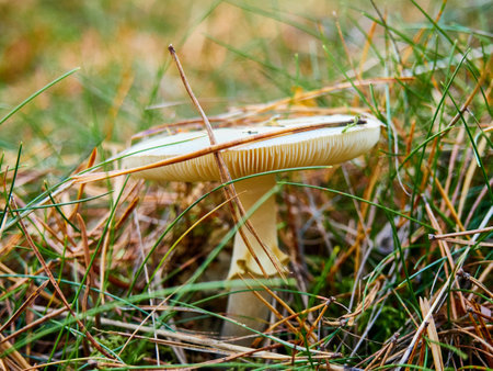 Mushroom in the autumn forest on a background of green grassの写真素材