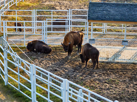 European bison (Bison bonasus) in the paddockの写真素材