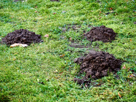 A pile of molehills on a green lawn in the gardenの写真素材