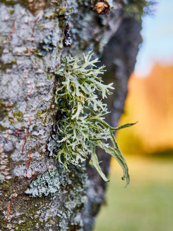 Green moss on the shoulder of an old tree in the autumn forestの写真素材