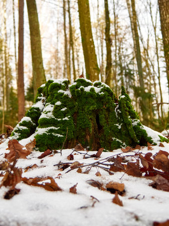 Old stump covered with green moss in the forest. Winter landscape.の写真素材