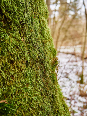 green moss on the trunk of a tree in the forest in winterの写真素材