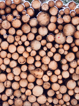 Stacks of firewood in the forest in winter, close upの写真素材