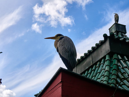 Gray heron (Ardea cinerea) on a roofの写真素材