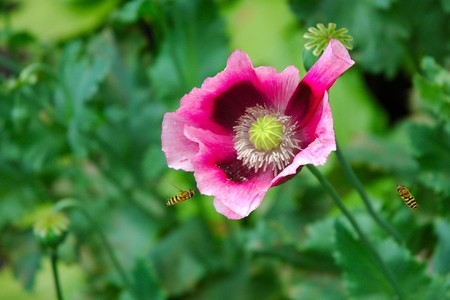 A poppy with two hoverfliesの写真素材