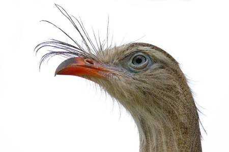 Curious Birdの写真素材