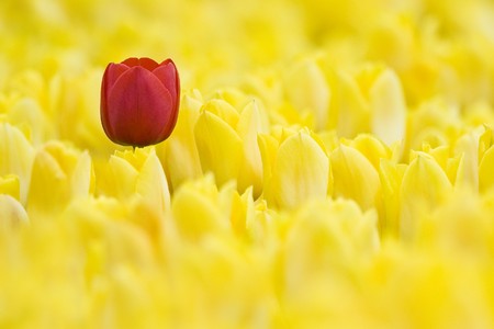 Single Red Tulip In Yellow Tulip Fieldの写真素材