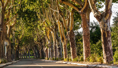 avenue of trees near Pont du Gardの写真素材