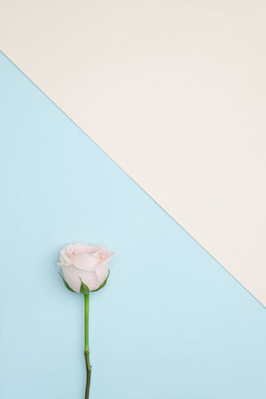 Minimal holiday greeting card idea with pink rose on baby blue background and diagonal tan color in geometric designの写真素材