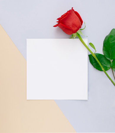 Geometric Valentine's Day card with red rose on muted blue and pink colors and square copy spaceの写真素材