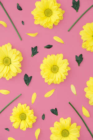 Yellow daisy flowers and leaves on pink background.の写真素材