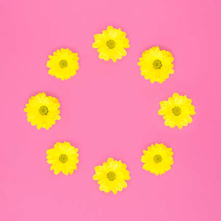 Yellow daisy flowers arranged in circle on pink backgroundの写真素材