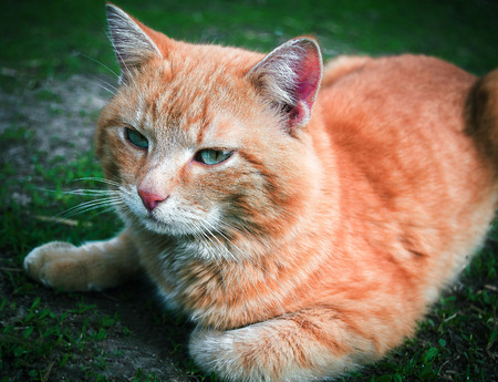Cat in the Green Grass in Summer.の写真素材