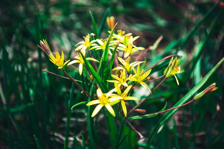 Spring background with beautiful yellow flowersの写真素材