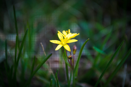 Spring background with beautiful yellow flowersの写真素材
