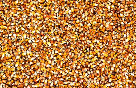Bulk of yellow a corn grains texturの写真素材
