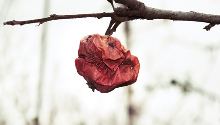 Wrinkled rotten apple on a white background.の写真素材