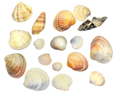 Beach shells on a white background.