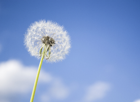 Dandelion with seeds blowing away in the wind across a clear blue sky with copy spaceの写真素材