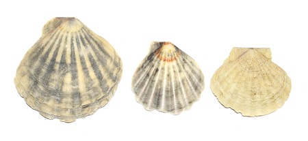 Beach shells on a white background.