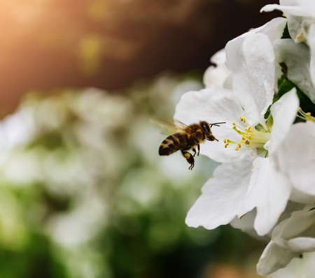Bee on apple blossom closeup of a beautiful spring apple tree against blue sky, shallow fieldの写真素材