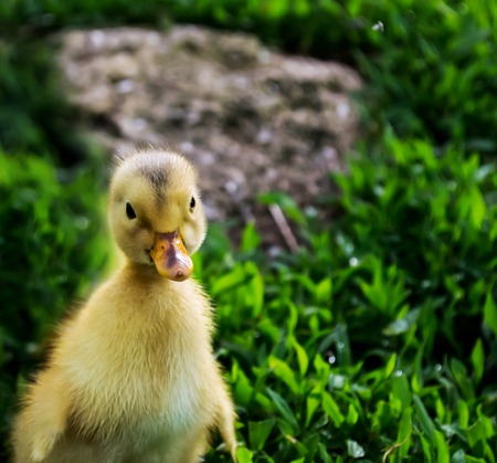 Little yellow duckling on the green grassの写真素材