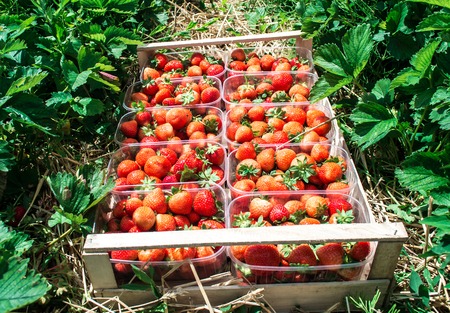 Red strawberries in a wooden basketの写真素材