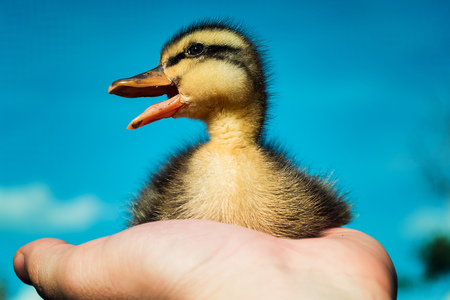 Little duckling against the sky.の写真素材