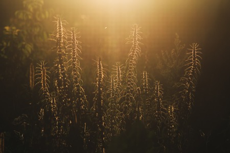 Grass at sunset. Beautiful retro effect. Photo to use screensavers and backgrounds. Dry grass in the sun.の写真素材