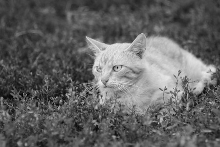 Black and white photo cat, close-up. Cat in the grass.