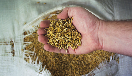 Barley in big bags the brewery.Barley in big bags the brewery. Grains hands of man.