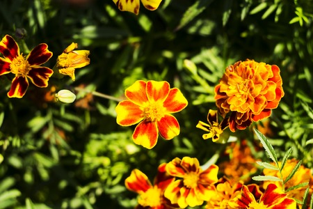 Marigold flowers, Yellow marigold flowers in the garden, Yellow and orange marigolds.の写真素材