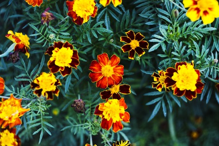 Marigold flowers, Yellow marigold flowers in the garden, Yellow and orange marigolds.の写真素材
