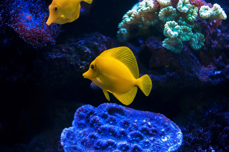 Yellow tropical fish in an aquarium. Fish on the bottom.の写真素材