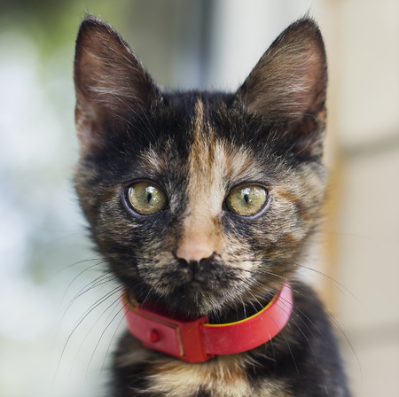 Dark cat with red collar.の写真素材